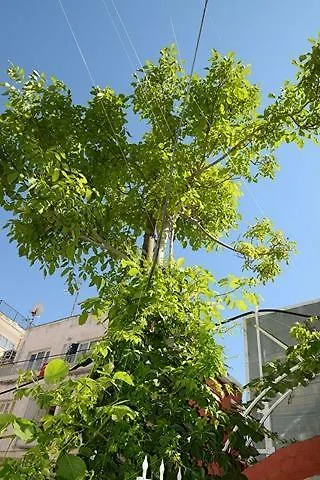 Alis Hotel Kusadasi